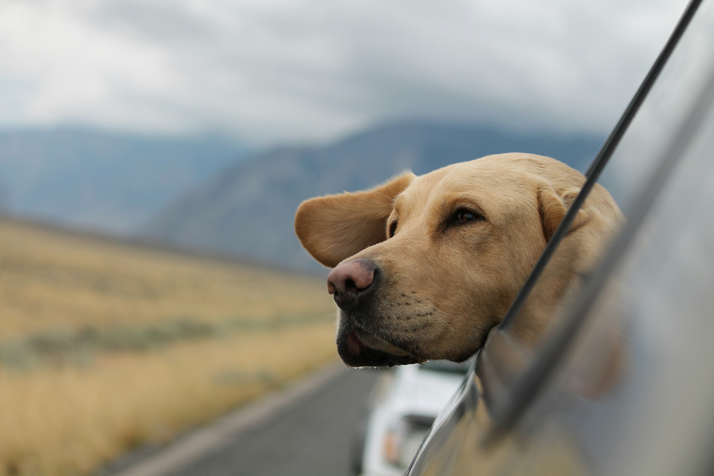 cachorro carro