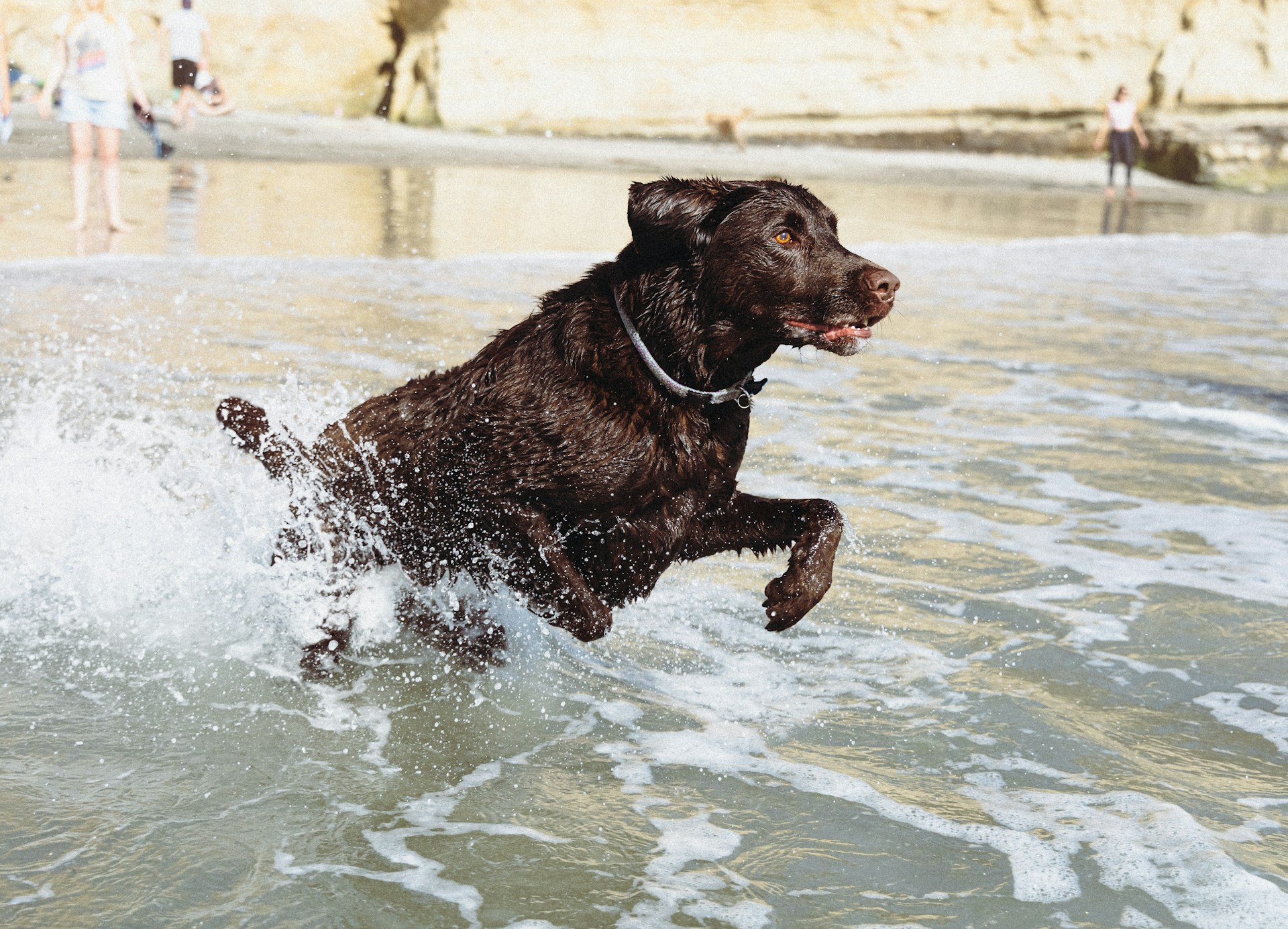 cachorro praia