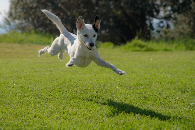 cachorro pulando