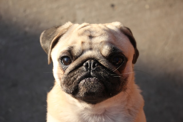 pug